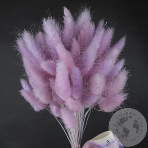 Лагурус сухоцвет пурпурный в магазине Цветы Планеты