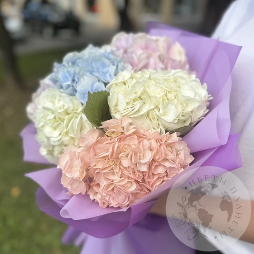 Букет из 7 гортензий в магазине Цветы Планеты Букет из 7 гортензий в магазине Цветы Планеты