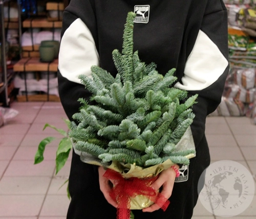 Елка на Новый год в магазине Цветы Планеты