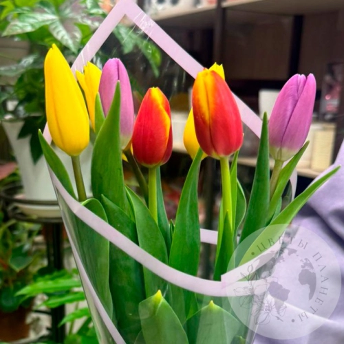 Букет 7 тюльпанов в магазине Цветы Планеты
