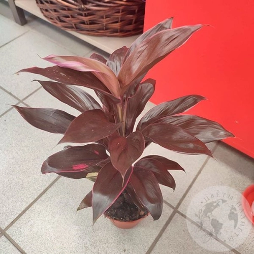 Кордилина в магазине Цветы Планеты