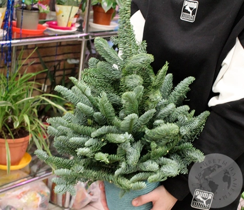 Композиция "Новый год" в горшке в магазине Цветы Планеты