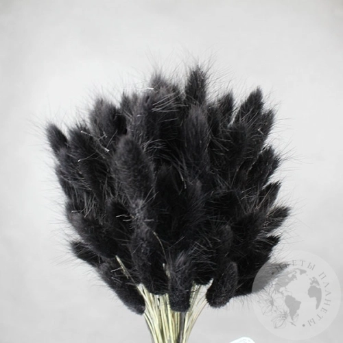 Лагурус сухоцвет черно-зеленый в магазине Цветы Планеты