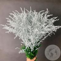 7 Солидаго белых