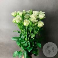 9 кустовых роз белых в магазине Цветы Планеты