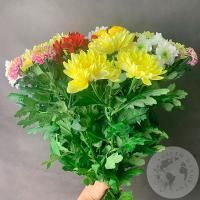 17 Хризантем кустовых MIX в магазине Цветы Планеты