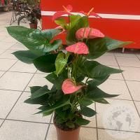 Антуриум или Мужское счастье