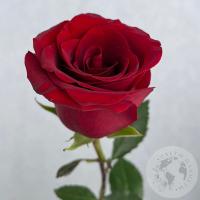 Роза бордовая 60 см. в магазине Цветы Планеты