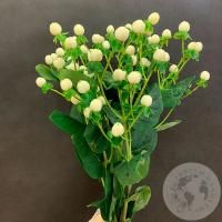 Гиперикум белый 5 шт.