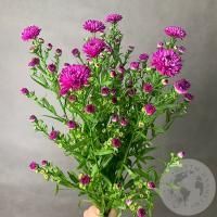 Астер розовый 7 шт.