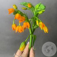 Орнитогалум оранжевый 3 шт.