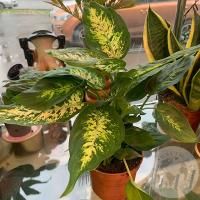 Диффенбахия