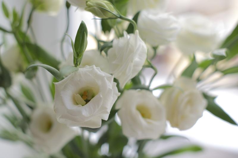 Эустома - История. Легенды.