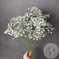 Гипсофила белая 3 шт.