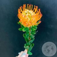 Леукоспермум оранжевый