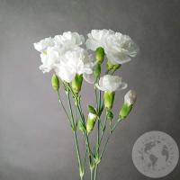 3 гвоздики кустовых белых в магазине Цветы Планеты