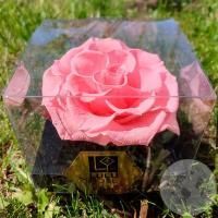 Стабилизированная роза розовая в магазине Цветы Планеты