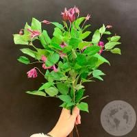 Клематис 5 шт. в магазине Цветы Планеты