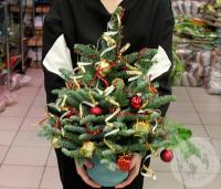 Композиция на Новый год в горшке