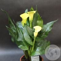 Каллы домашние желтые в магазине Цветы Планеты