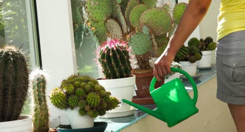 Как поливать кактусы