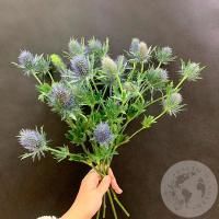 Эрингиум 5 шт.