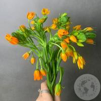Орнитогалум оранжевый 9 шт.
