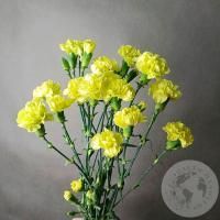 9 гвоздик кустовых желтых