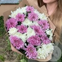 Букет из 25 белых и розовых одноголовых хризантем