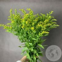 5 солидаго желтых