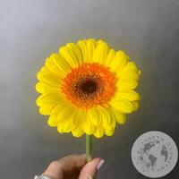 Гербера мини желтая