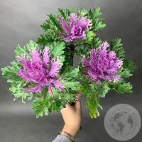 Брассика фиолетовая 3 шт.