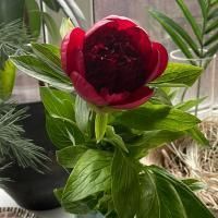 Пион бордовый в магазине Цветы Планеты