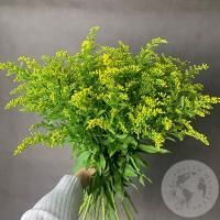 13 солидаго желтых