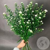 Астер белый 11 шт.