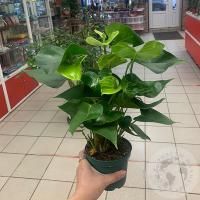 Антуриум домашний