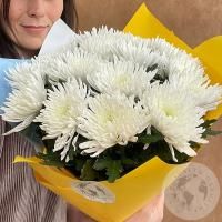 13 хризантем белых