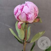 Пион розовый (Голландия)