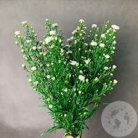 Астер белый 13 шт.