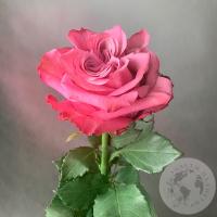 Пионовидная роза розовая 50 см. в магазине Цветы Планеты