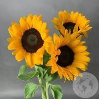 3 подсолнуха