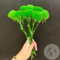 9 гвоздик Грин Трик в магазине Цветы Планеты