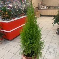 Кипарис домашний