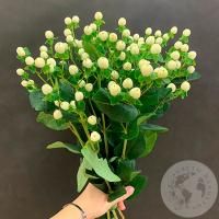 Гиперикум белый 9 шт.