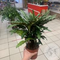 Калатея Руфибарба