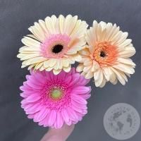 3 герберы розовых