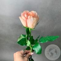 Пионовидная роза кремовая 40 см. в магазине Цветы Планеты