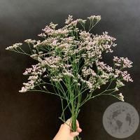 Лимониум розовый 5 шт. в магазине Цветы Планеты