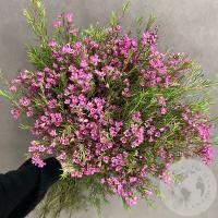 Хамелациум 15 шт.