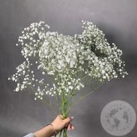 Гипсофила белая 5 шт. в магазине Цветы Планеты
